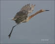 Reddish-Egret;Egret;Flight;Egretta-rufescens;feeding-behavior;one-animal;close-u